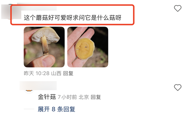 假期新点子，进山捡菌子