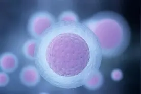 "卵泡期"才是你怀孕的关键？图片