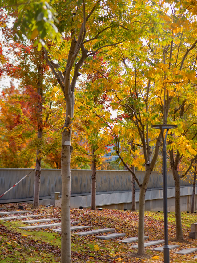 上海市区免费公园的枫叶大道红了！还有通往 “欧洲城堡” 的绝美旋梯→