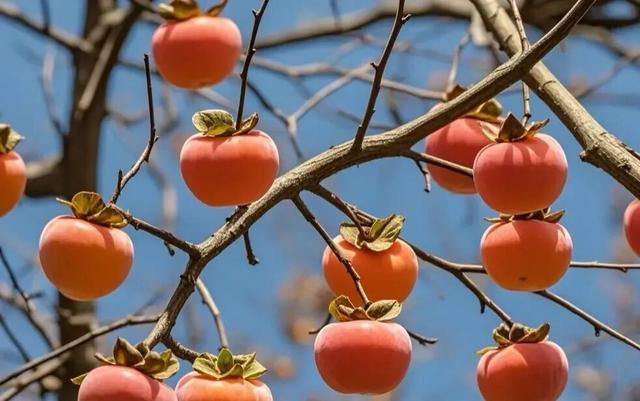 谁说冬天只有白色！快来解锁冀南新区冬日色彩