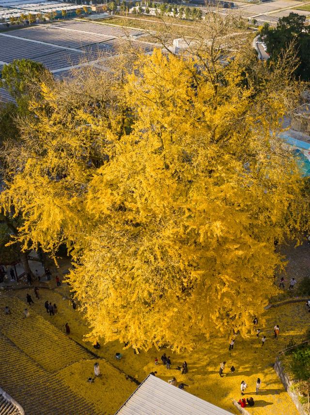 印江凤仪村：千年银杏披金衣 醉美深秋引客来