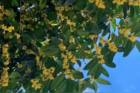 今年桂花“迟到了”？长沙桂花公园员工这么解释图片