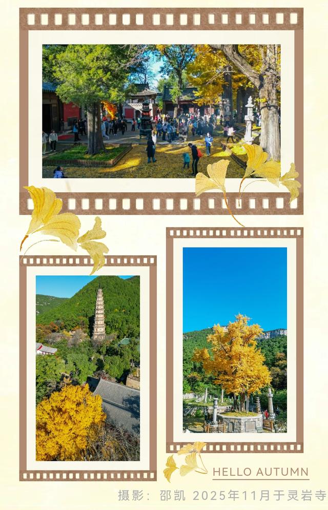 《2025济南赏银杏地图》出炉！一键收藏，赶快出发！