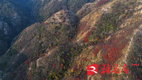 层林尽染！口门水库山间红叶进入最佳观赏期