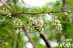 又是一年槐花季，吃货们注意：这些槐花不要采！图片