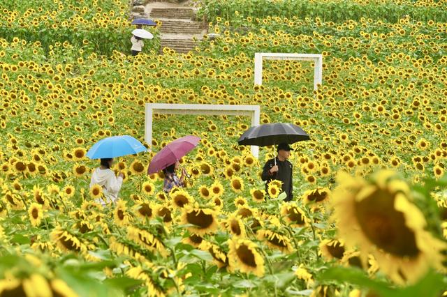 游客雨中漫步芸上梯田，感受别样秋意