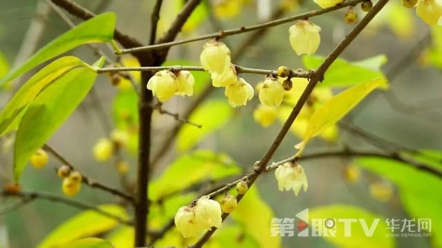 重庆今冬第一波蜡梅开了，最佳赏花期就在本月