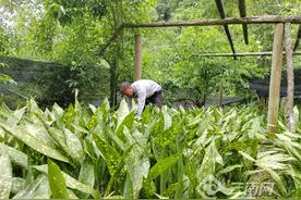 云南西畴：粽叶飘香群众采摘增收忙图片