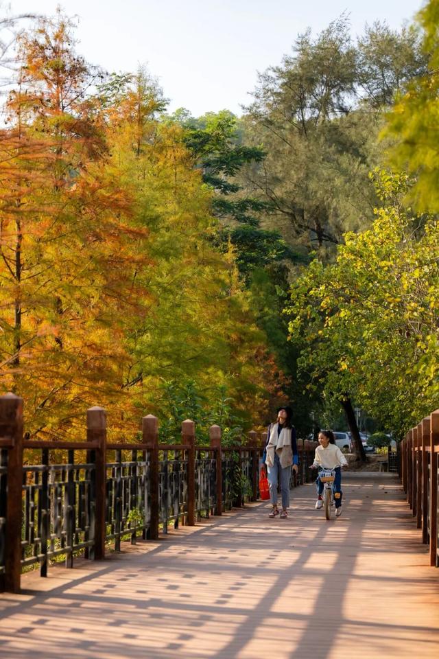 进入观赏期！东莞多处落羽杉，红了！