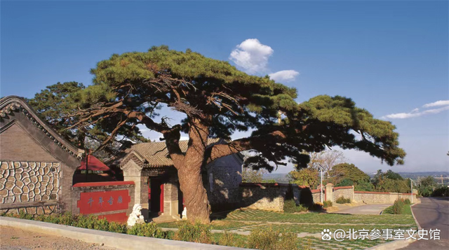 图说北京之北京油松