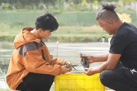 麦盖提县澳洲淡水龙虾抢鲜上市图片