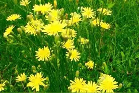 《苦菜花》中的爱情描写图片