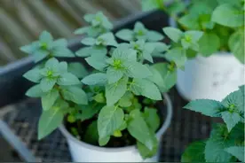 告别蚊虫困扰！园林专家为你揭秘天然“驱蚊神器”图片
