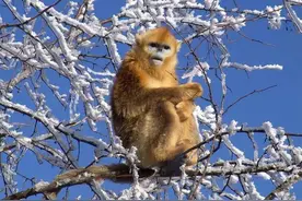 11个种群，1618只！最新调查→图片