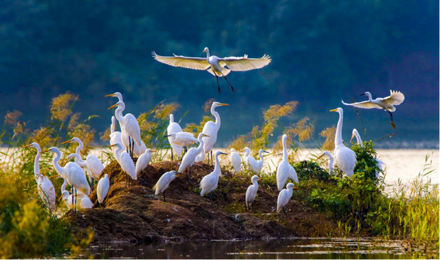 在平阴，有一种幸福是“家在公园里”