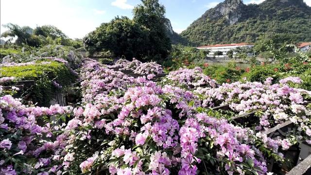 上线了！柳州新增多个“紫色打卡点”，具体位置公布→