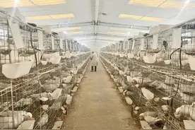 小鸽子飞出“致富路” 振兴路上“鸽”声嘹亮图片