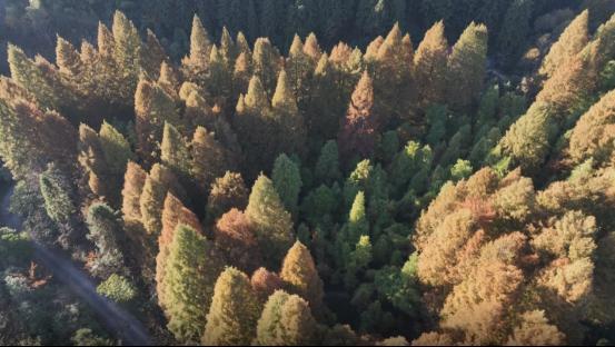 新宁：层林尽染紫云山千年古境展新颜