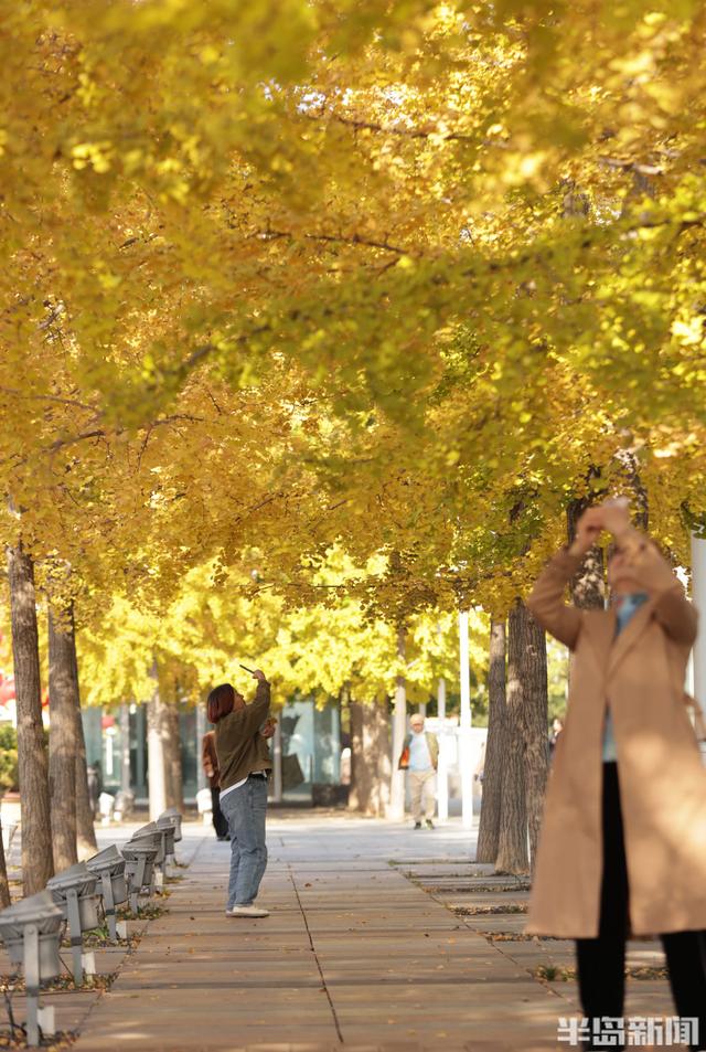 澳门路银杏树披“金甲”