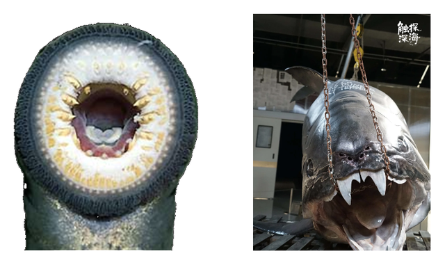 这个小盒子里的化石材料，产生了非常多举世瞩目的成果，有十几篇顶刊文章｜卢静 一席少年第36位讲者