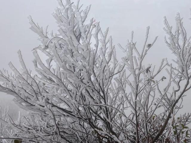 美如童话！融水尧告牧场迎来今冬首场雾凇
