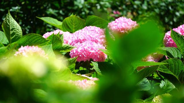 丽江听花谷：雪山映花海，撸羊驼、做鲜花饼，优惠福利全攻略来袭！