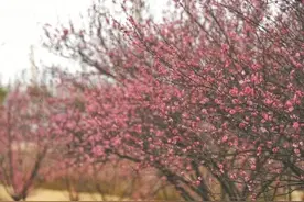 芜湖神山公园红梅竞相开放图片