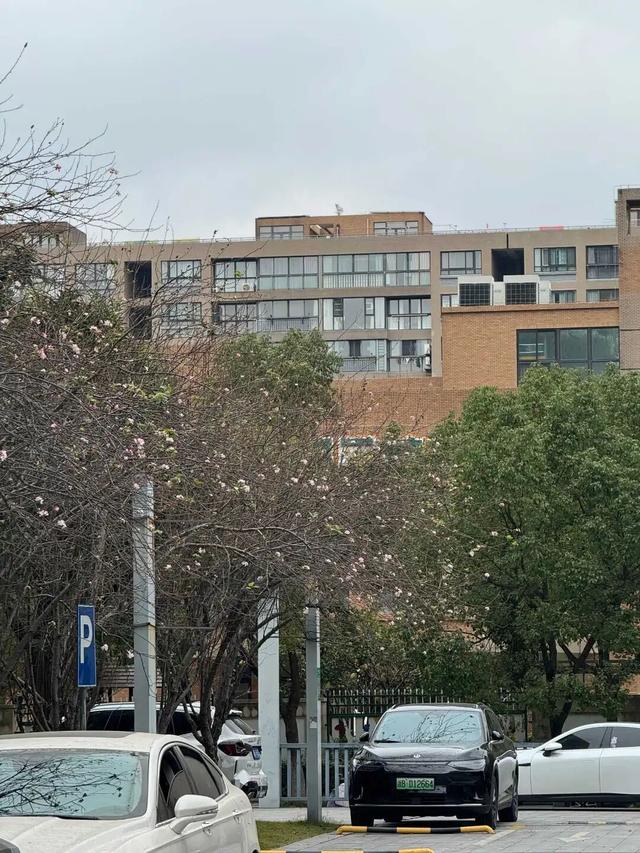 宁波街头银杏黄、枫叶红，海棠开花了！明明是冬天，但又像是春天，到底是谁在错乱？