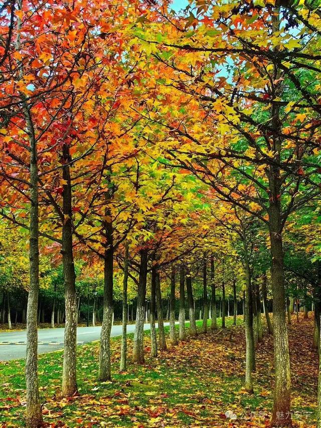 美上央媒！昆明红了！周末冲！打卡最美枫景去，超全攻略速收藏→