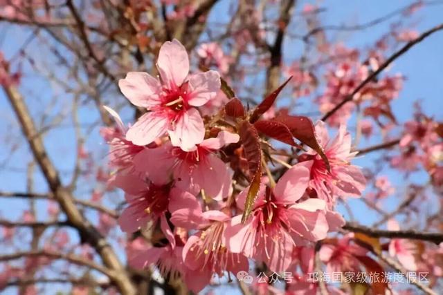 【冬季暖阳 凉山不凉】比春天先来的浪漫，是西昌的冬樱花