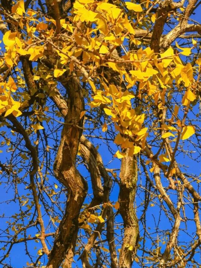 如画江西的冬日惊喜，是什么样子的？