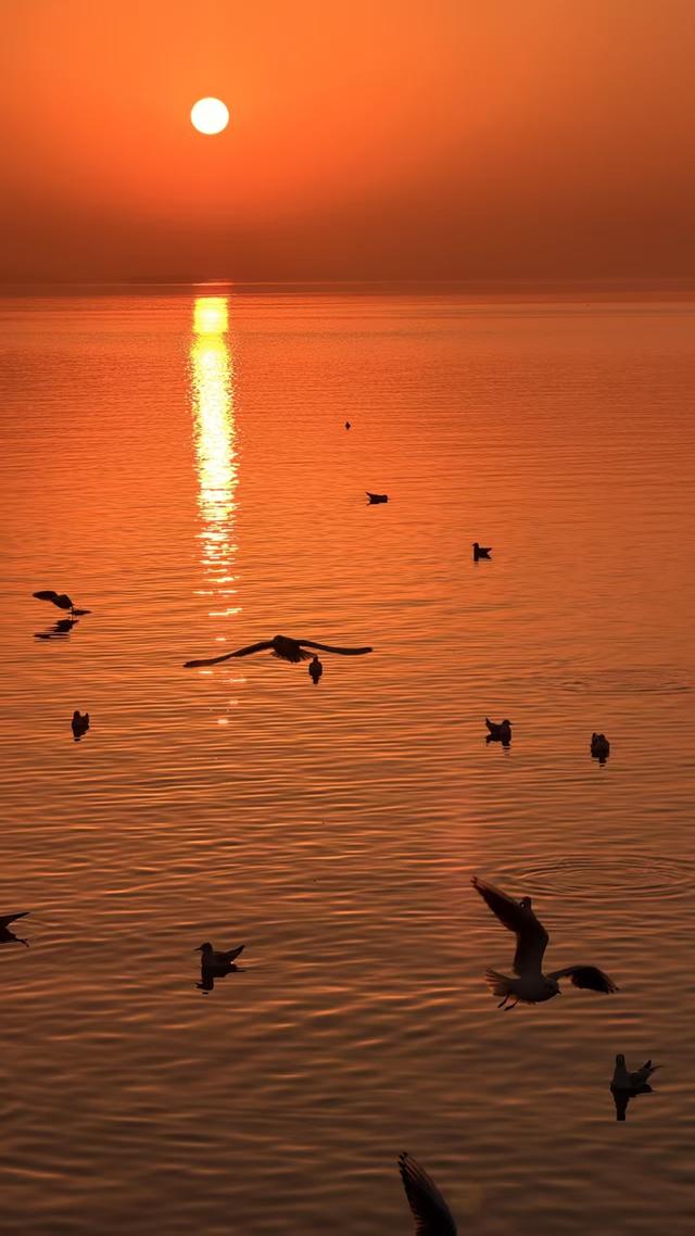 万只候鸟飞抵太湖！吴中东山“观鸟经济”藏不住了