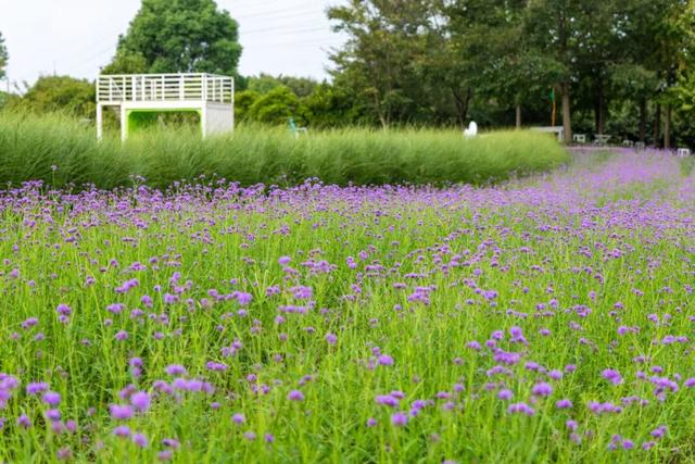 向日葵、地肤、马鞭草……秋日童话花海被上海这个公园承包了→