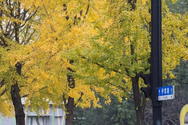 长宁最全银杏打卡点来啦，还有“宁宁”的私藏点位哦～【看“宁”的】