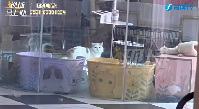宠物店连夜关门，店内还有猫狗无人照顾？