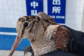 辽宁营口：救助国家二级保护动物丘鹬图片