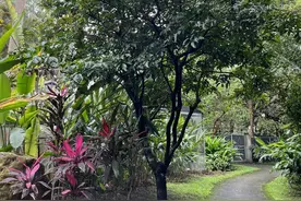 真假黄皮知多少？请去华南国家植物园鉴赏→图片