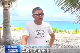 又迎繁殖季，他们24小时监测保护海龟宝宝图片