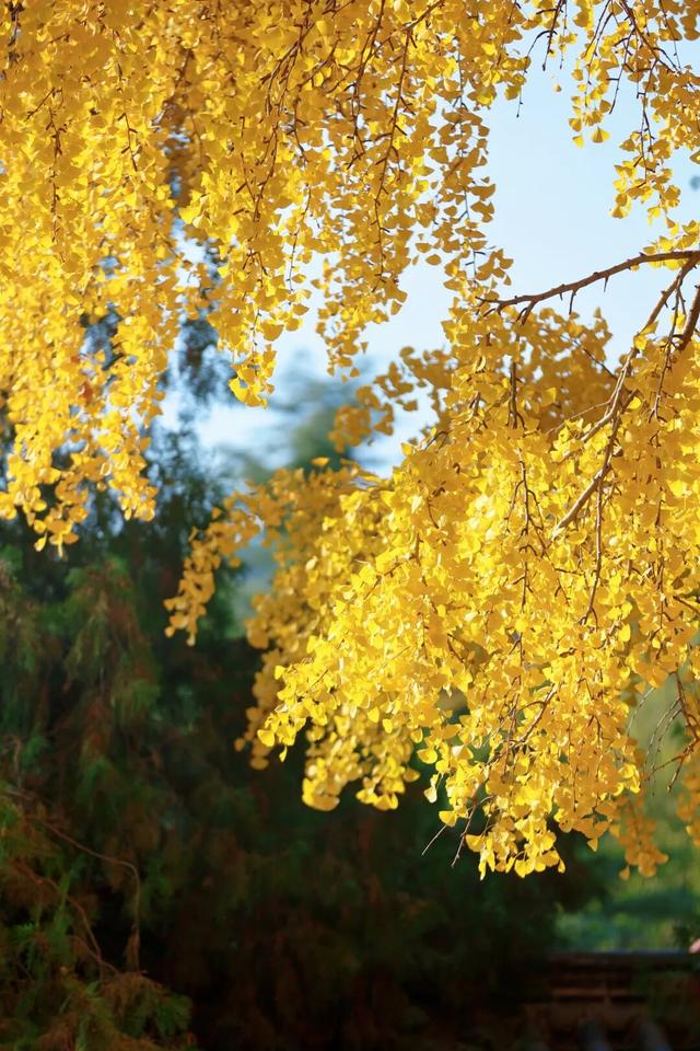 千年莒县银杏树！这一眼惊艳时光，高清大图超治愈