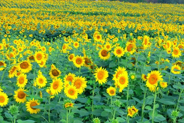 城市建在绿意盎然的花园里