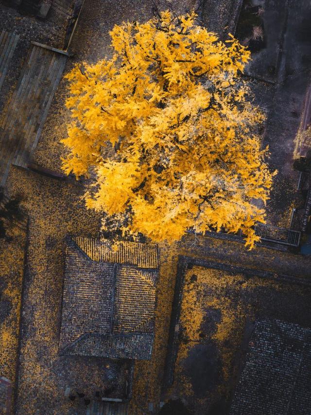 金黄染江南！浙江6大银杏秘境，藏着最温柔的初冬