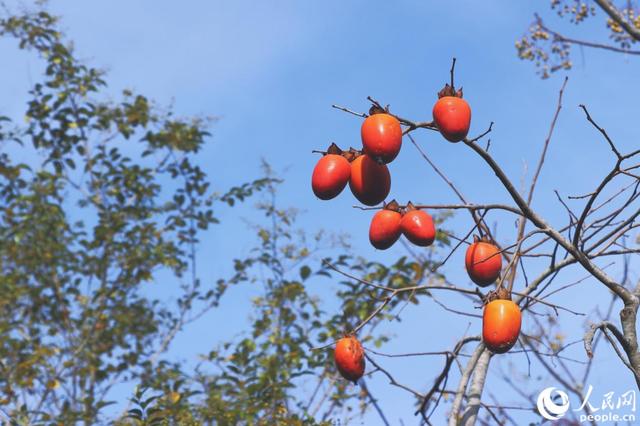 冬日里的宁德古村：红柿映古厝