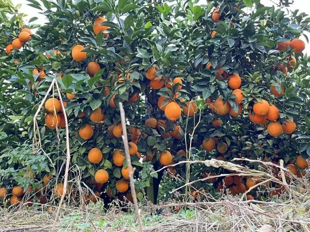 摘甜橙、赏红枫……龙岩初冬玩法上新