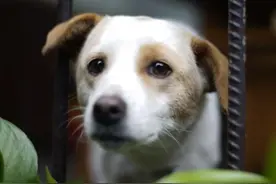 狗狗去世前，最想跟主人说的几句话，网友：看哭了图片