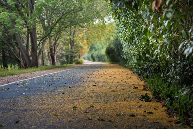 一大波美图袭来！长宁赏秋秘境藏不住啦～