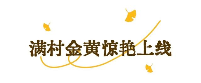 现存数量最多！赏银杏就来珠峰村