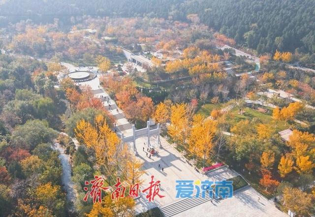 一年四季 泉在济南丨层林尽染秋意浓，“佛山赏菊”正当时