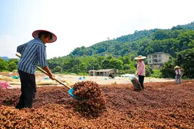容县：护航特色产业发展 守好群众增收“钱袋子”图片