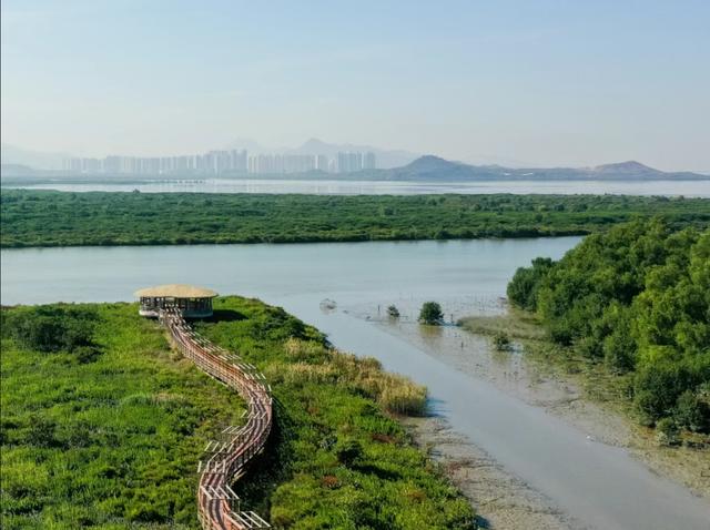 到深圳湾潮汐湿地公园，看红树林更美的潮起潮落