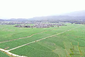 三明清流：烟叶全流程保险 让烟农放心种烟图片